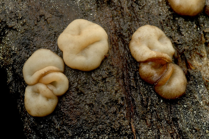 Adelphella babingtonii