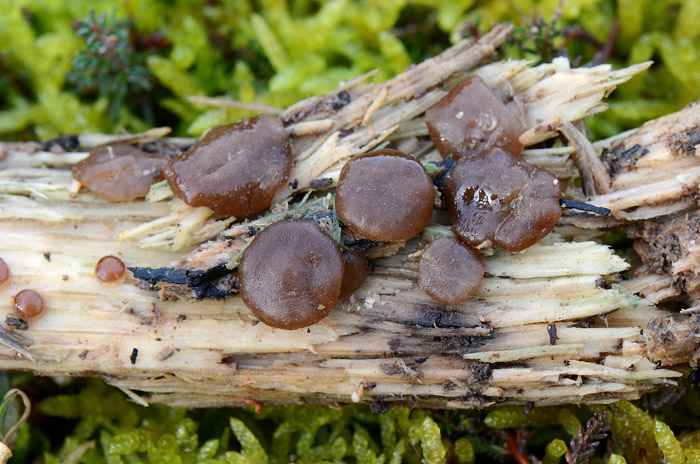 Adelphella babingtonii