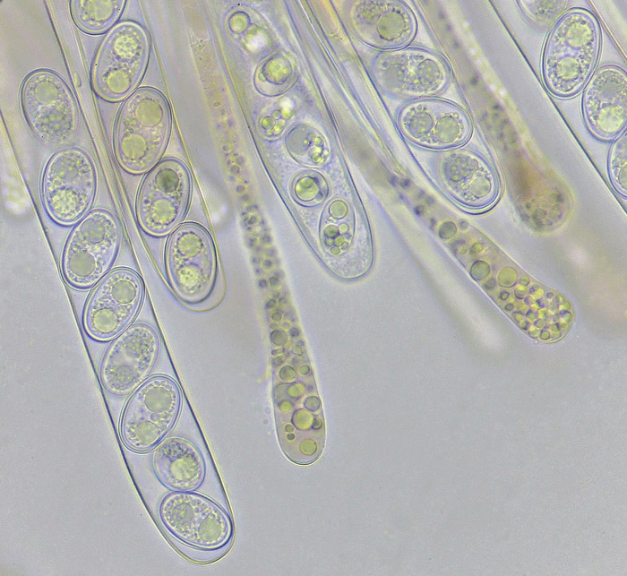 Adelphella babingtonii