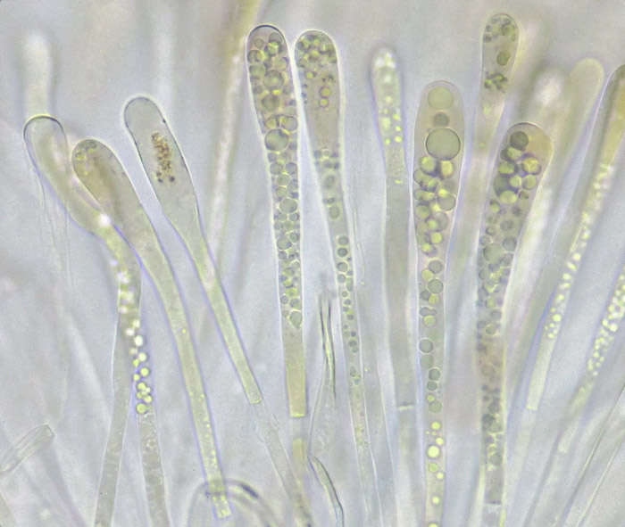 Adelphella babingtonii