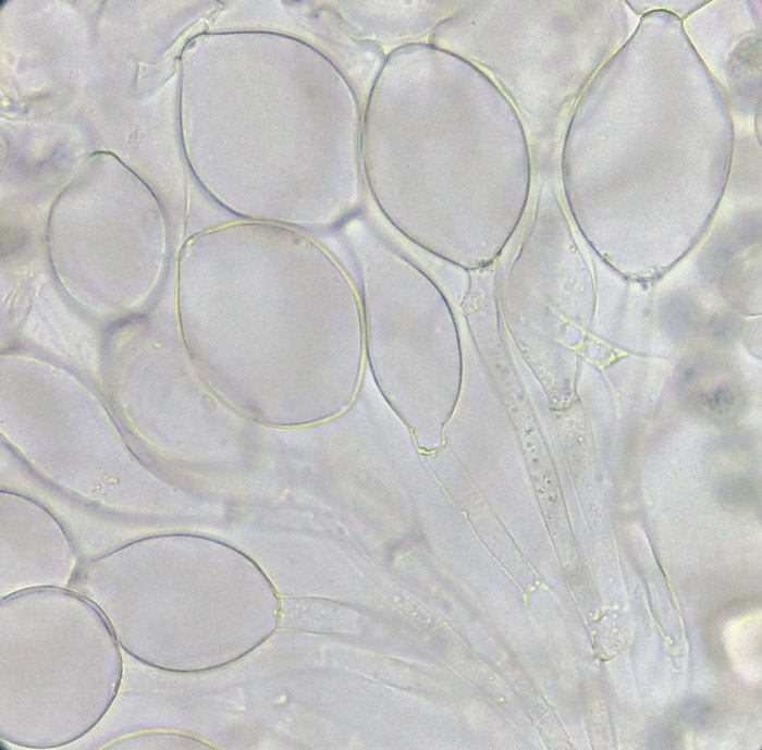 Adelphella babingtonii