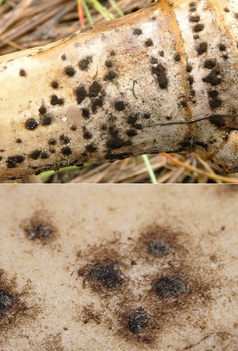 Apiospora arundinis