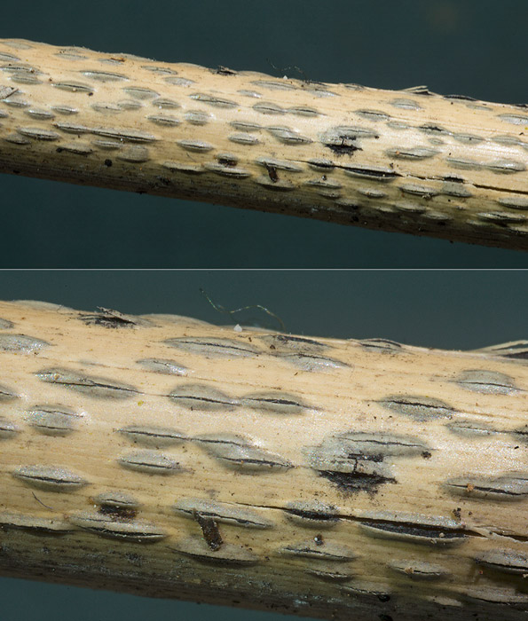 Apiospora saccharicola