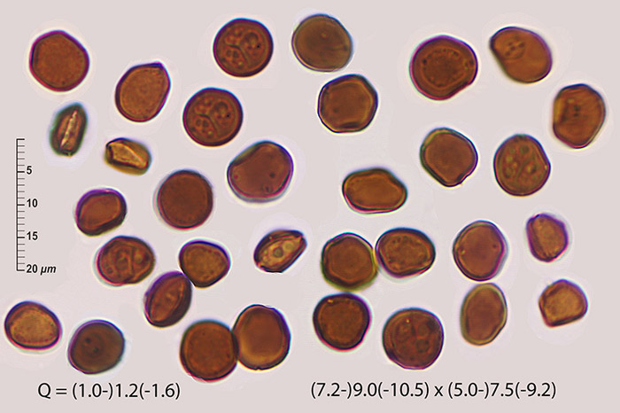 Apiospora saccharicola
