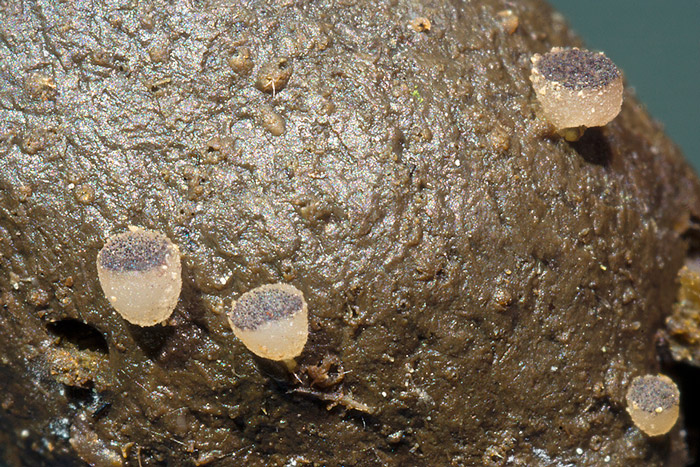 Ascobolus sacchariferus