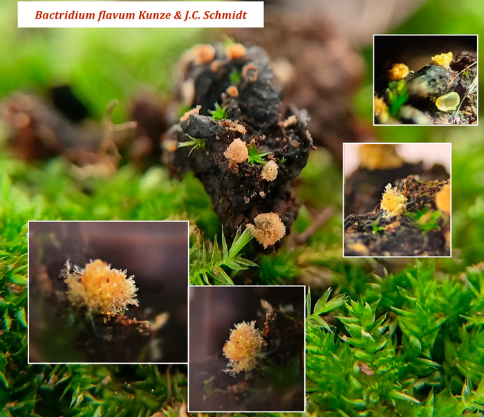 Bactridium flavum