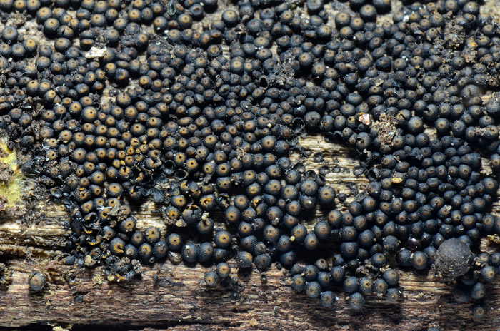 Byssosphaeria schiedermayeriana
