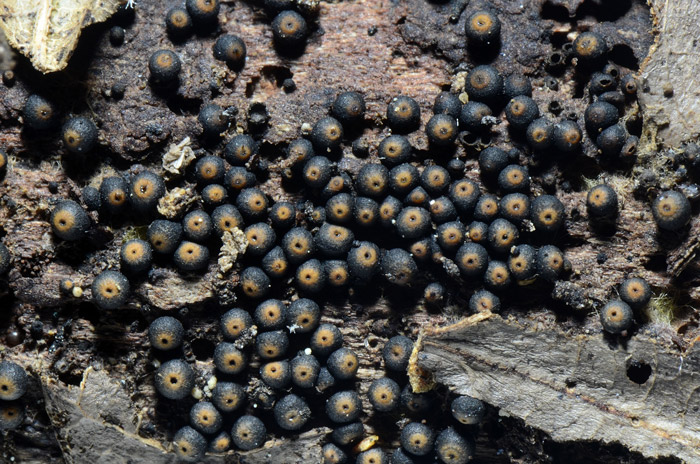 Byssosphaeria schiedermayeriana