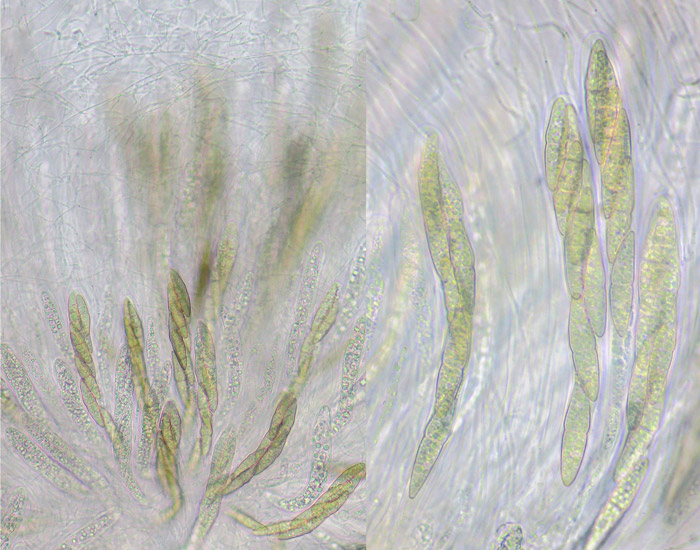Byssosphaeria schiedermayeriana