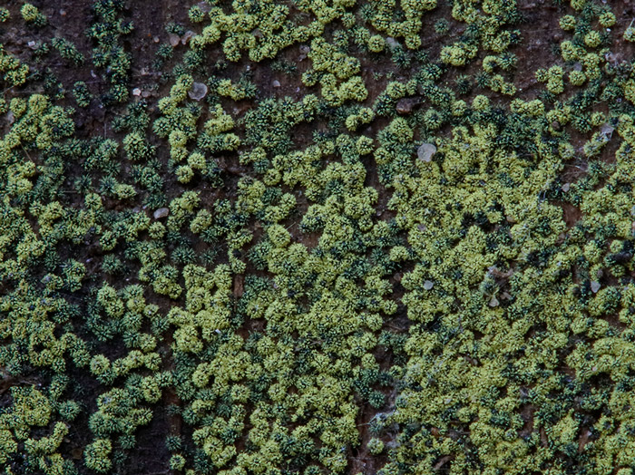 Cephalotheca sulfurea
