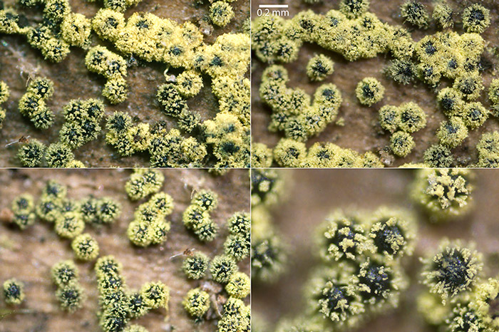 Cephalotheca sulfurea