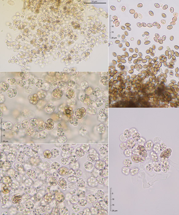 Cephalotheca sulfurea