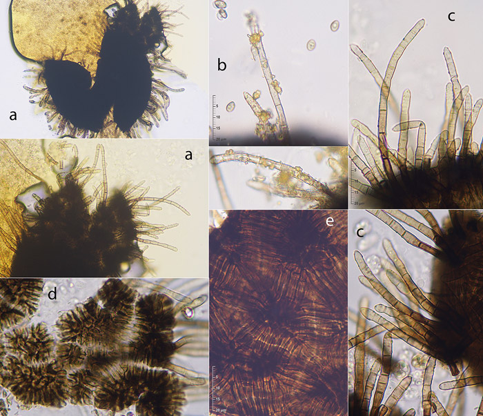Cephalotheca sulfurea