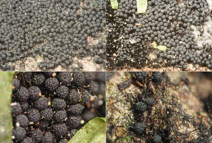 Chaetosphaerella fusca