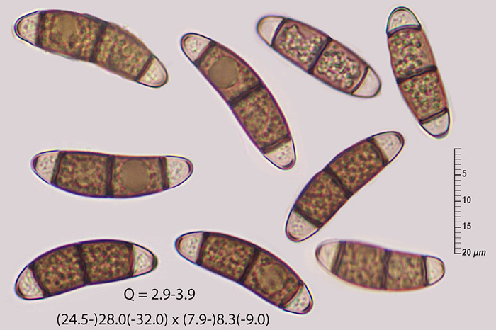 Chaetosphaerella fusca