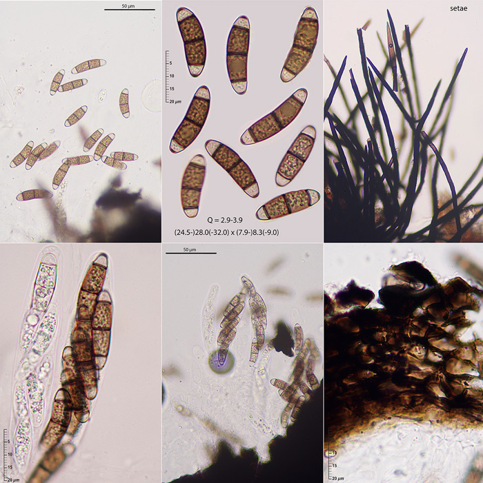 Chaetosphaerella fusca