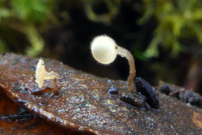 Ciborinia hirtella