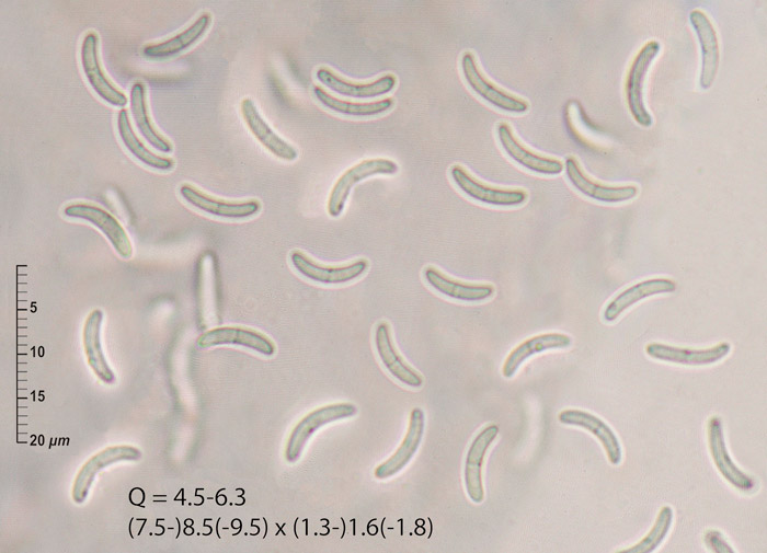 Coronophora gregaria