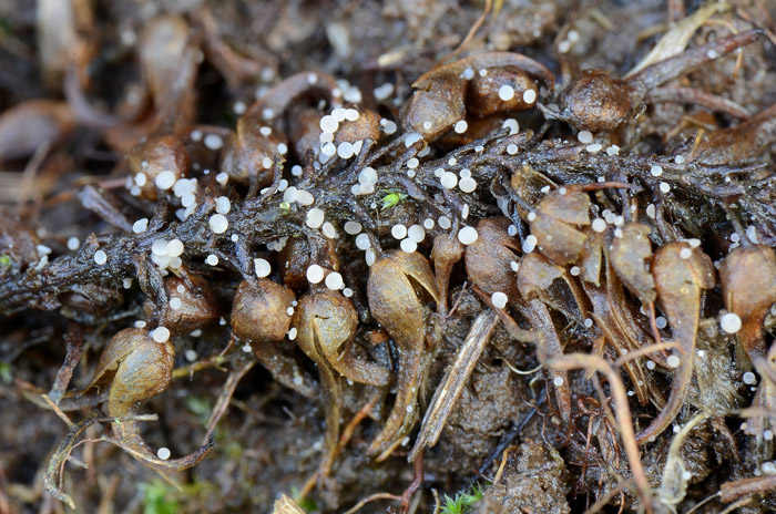 Cyathicula amenti