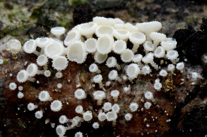 Dasyscyphella crystallina