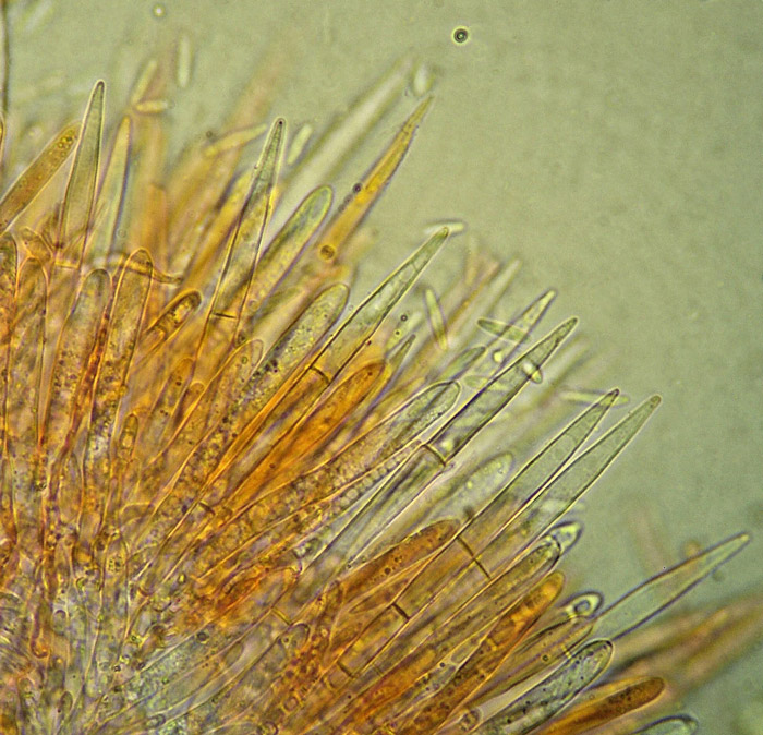 Dasyscyphella crystallina