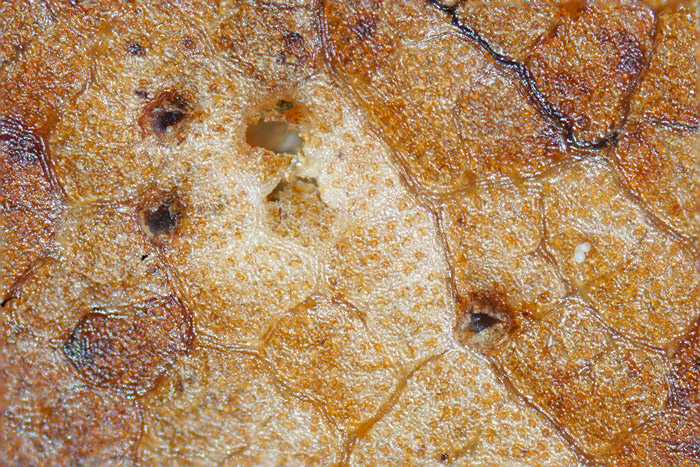 Diaporthe nobilis