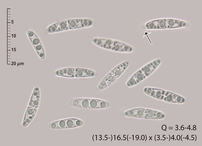 Diaporthe nobilis