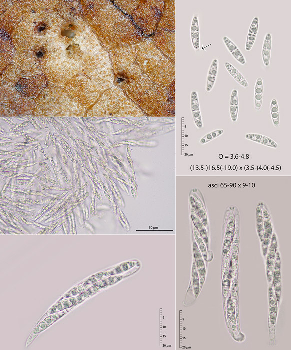 Diaporthe nobilis
