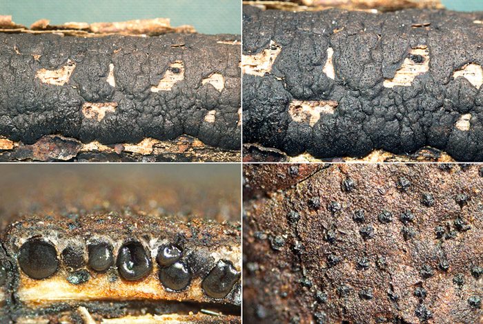 Diatrype stigma
