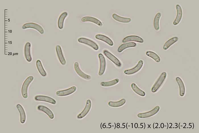 Diatrype stigma