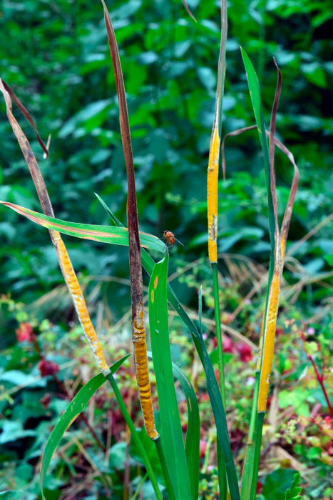 Epichloe typhina