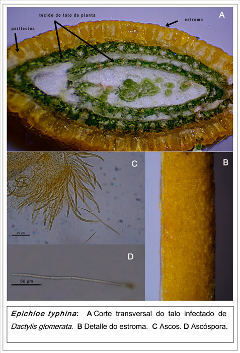 Epichloe typhina
