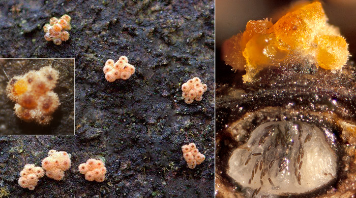 Flammocladiella decora