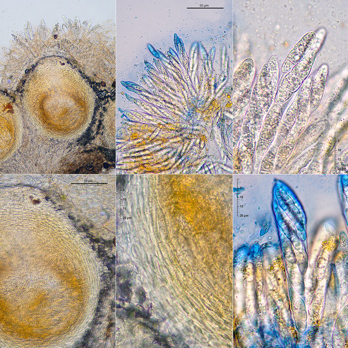 Flammocladiella decora