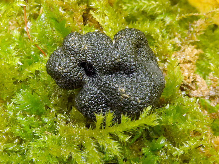 Genea vagans