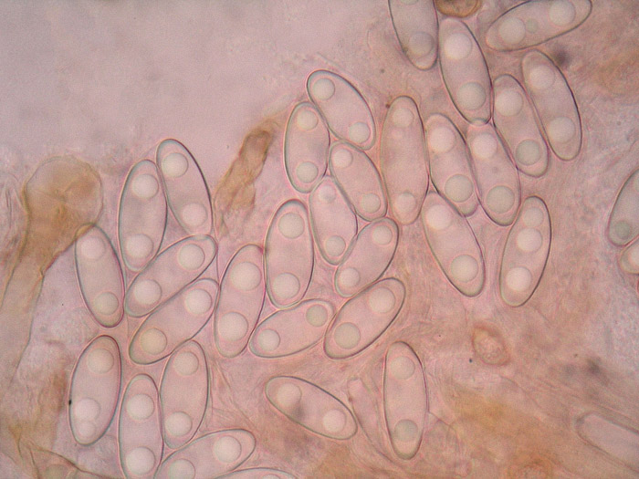 Gyromitra infula esporas