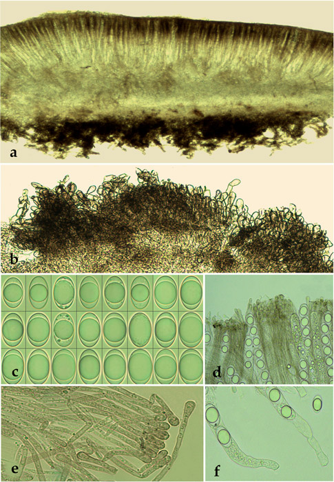 Helvella corium