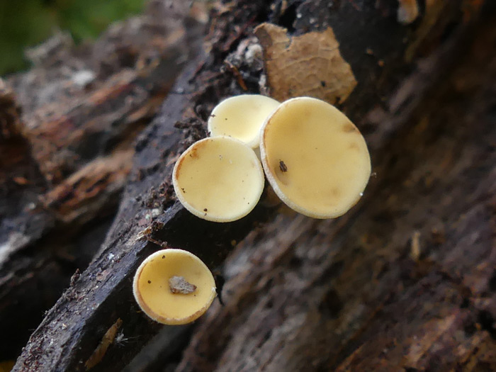 Hymenoscyphus calyculus