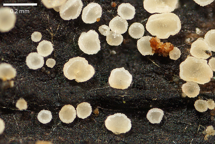 Hyphodiscus otanii