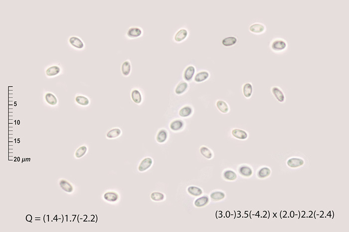 Hyphodiscus otanii