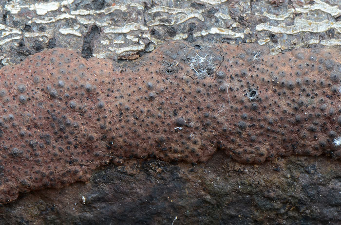 Hypoxylon julianii