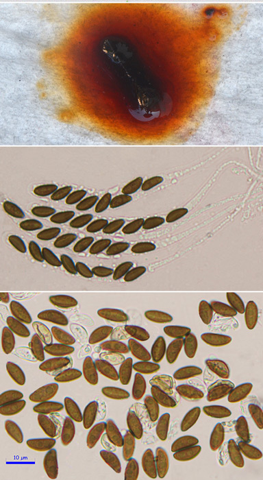 Hypoxylon rubiginosum