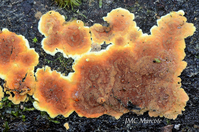 Hypoxylon subticinense