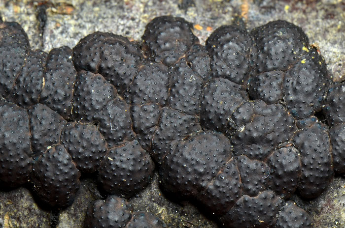 Jackrogersella cohaerens