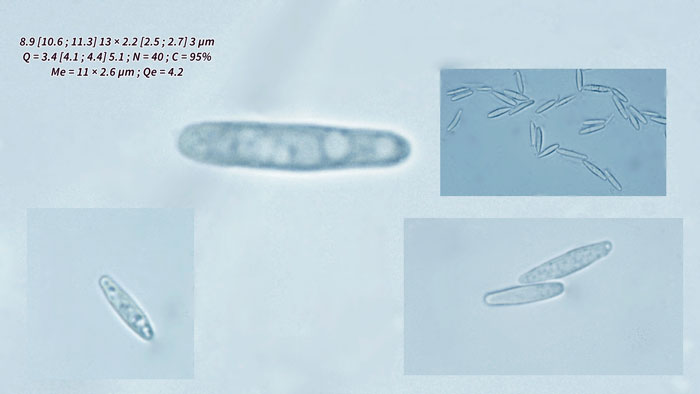 Lachnum pygmaeum