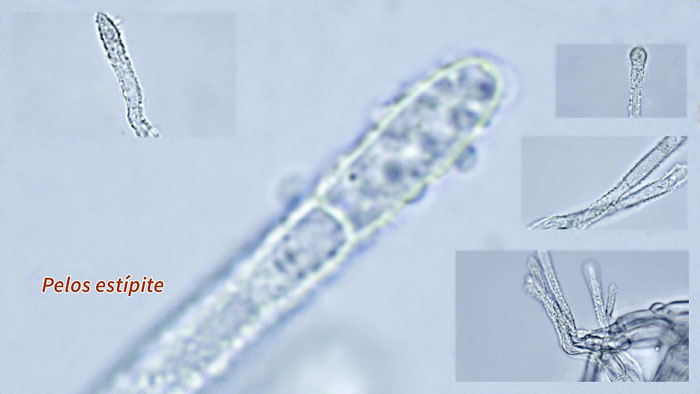 Lachnum pygmaeum