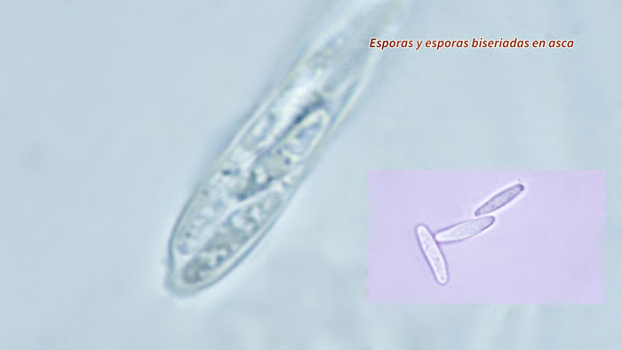 Lachnum pygmaeum