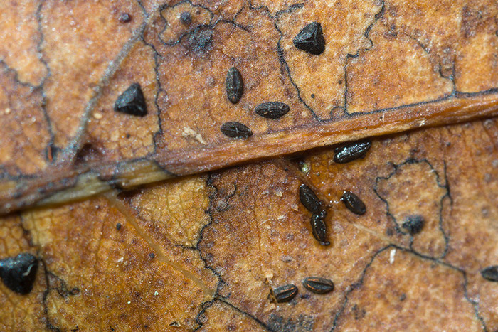 Lophodermium lauri