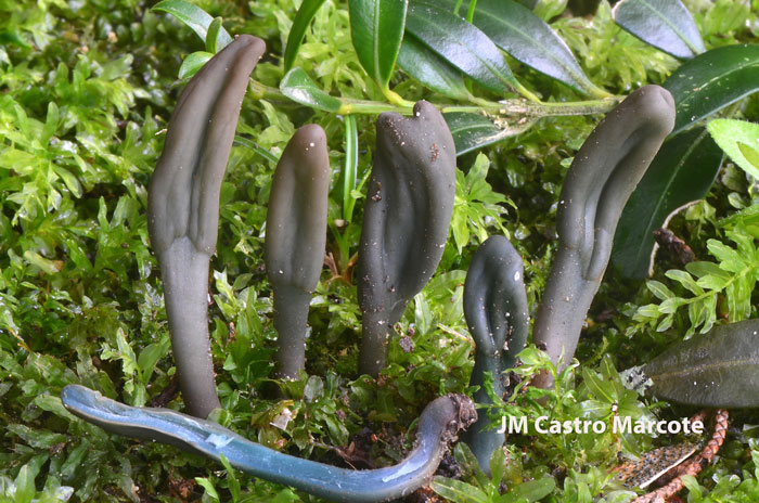 Microglossum truncatum