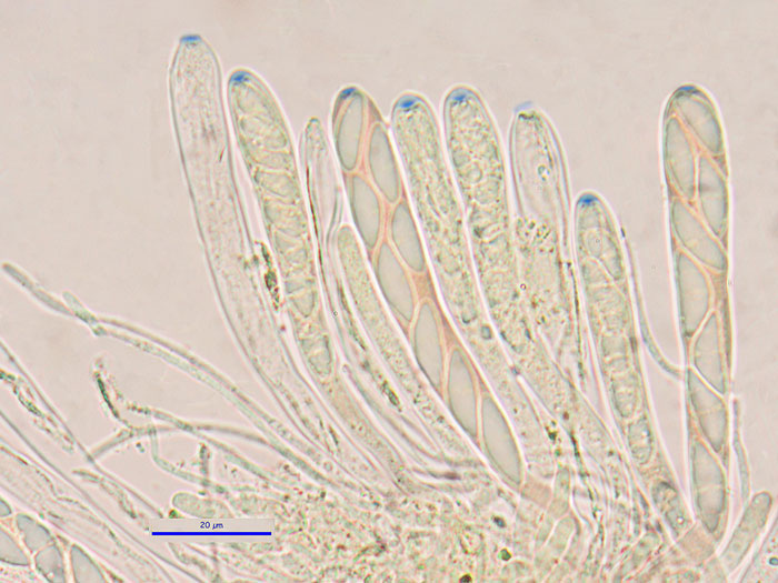 Microglossum truncatum